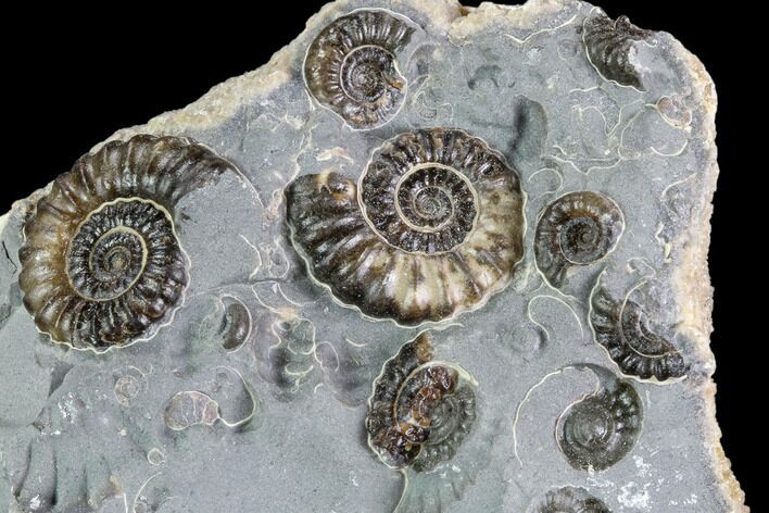 Ammonite (Promicroceras) Cluster - Somerset, England #86233